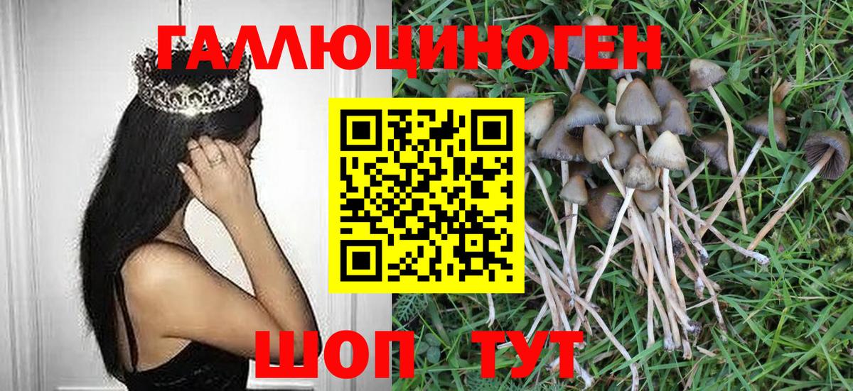 Псилоцибиновые грибы Psilocybe  Вход с VPN  цены наркотик  Севастополь  Псилоцибиновые грибы прущие грибы 